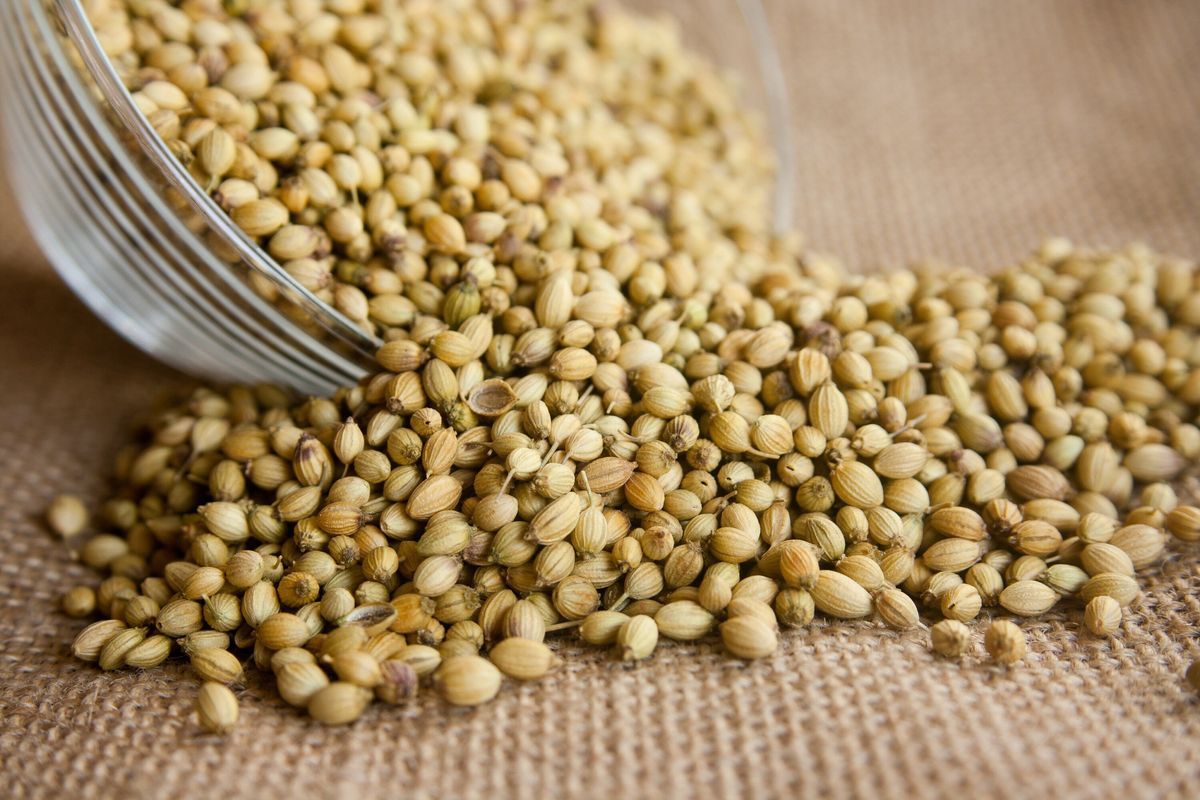 Coriander Seeds Export: Why Global Buyers Prefer Indian Dhana ...